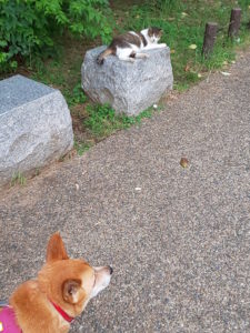 地域猫