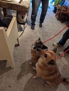 ロンパルあんず