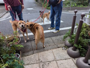 ケンパルあんず